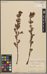 Foto von Salix aurita L.
